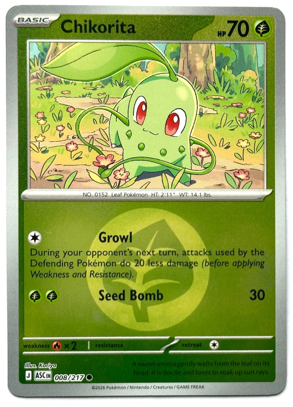 Chikorita