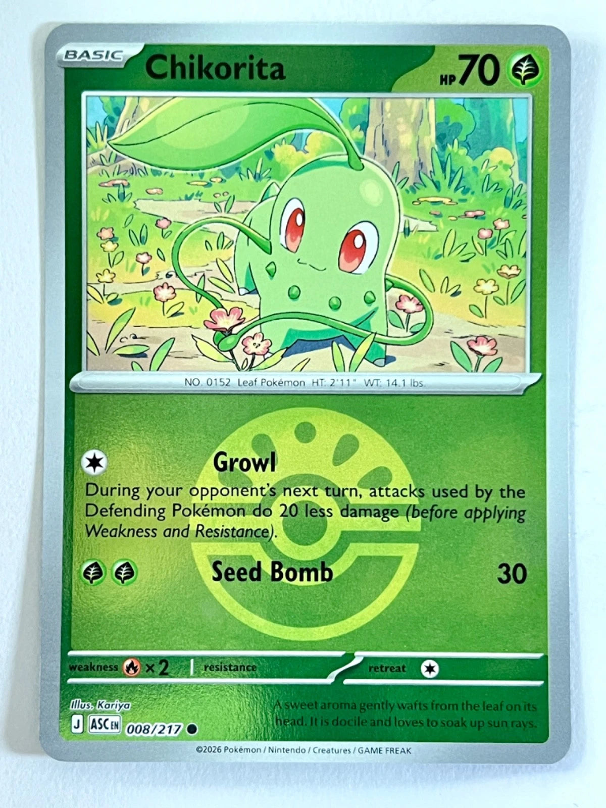 Chikorita
